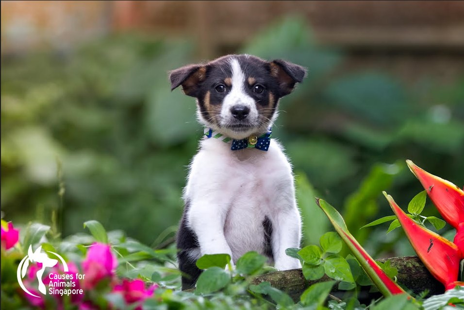 Charlie the rescue dog